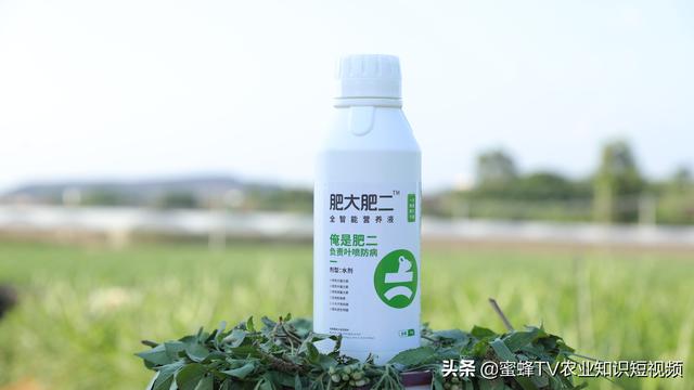 蔬菜黄叶病，用这个方法，黄叶不再有长势健壮