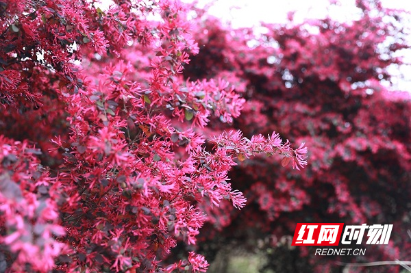 红网观察丨湖南花木博览会，看“花经济”一路生花