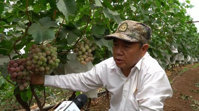 「今日宾川」标准化种植成效显 宾川葡萄效益好