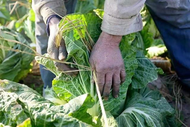 霜降已至，白菜进入“灌心”期，做好这5点，白菜包心紧实风味佳