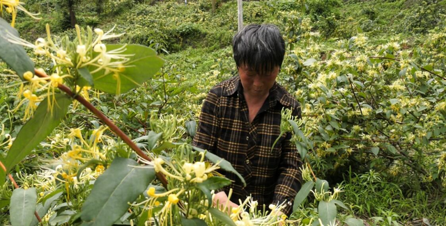 息烽县石硐镇：金银花开采摘忙