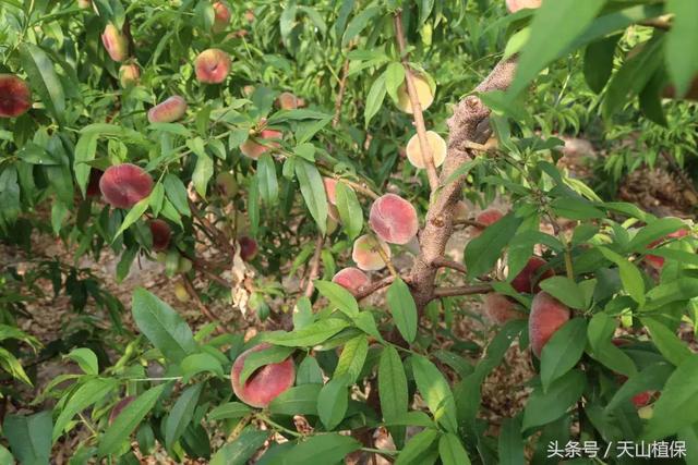 粪污变宝，沼液还田，节本增效——一条绿色农业之路