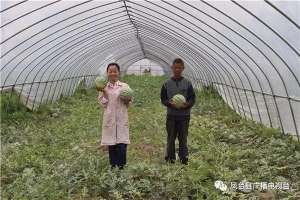 淮南凤台西瓜种植基地(她种的西瓜又大又圆在淮南市西甜瓜大赛上获奖)