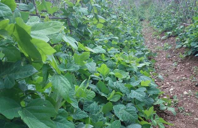 葛根怎么种才能高产？葛根种植技术介绍