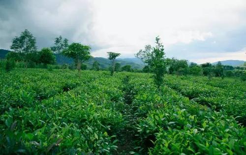 青梅园套种茶叶栽培技术，茶叶效益分析，以下几点做到增收高产