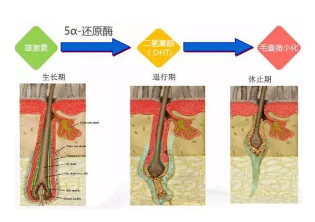 怎么才能使自己的头发变得浓密呢？