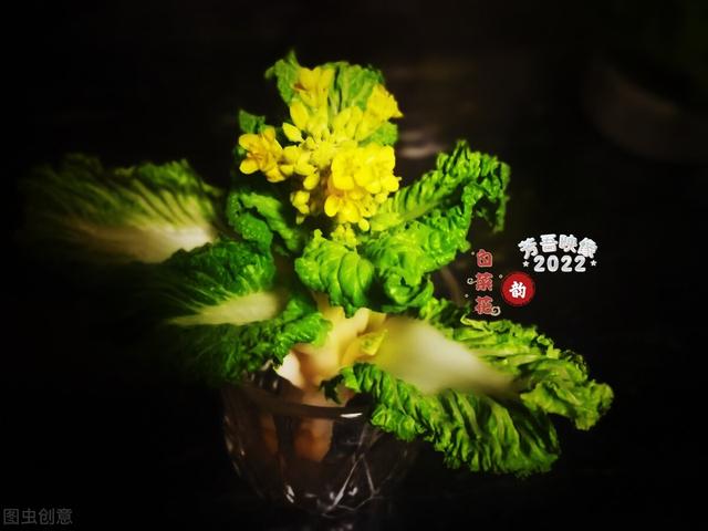 大白菜基部别扔掉，装进花盆里，再生白菜非常好看，也能采收叶片