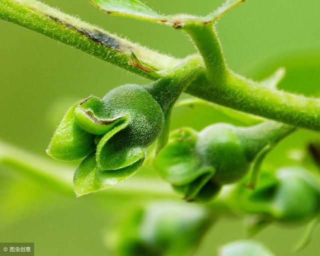 您家有柿树吗？知道如何种植？柿农从嫁接育苗到病虫防治详细讲解