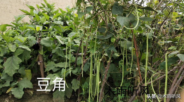 7月适合种植哪些什么农作物？秋菜种植正当时，错过要等下年