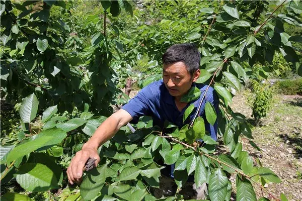 来谈谈樱桃树的修剪时期和主要修剪方法