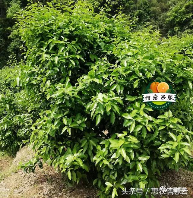 你会环割吗？会叶黄树死？柑橘促花、保花、保果措施总结