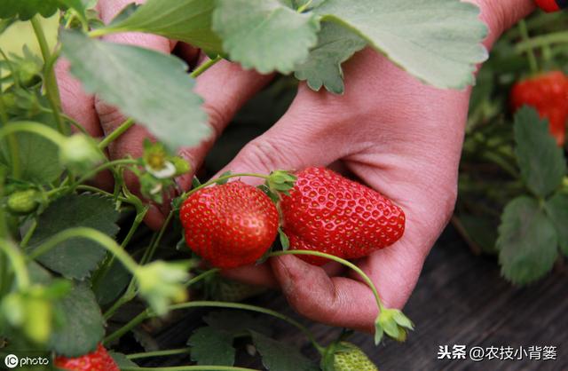 八九月份定植草莓刚刚好，这样栽种管理，缓苗成活率高不少