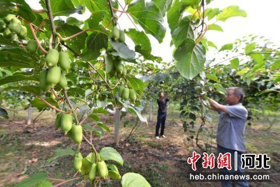 石家庄赞皇县：软枣猕猴桃种植助农民增收