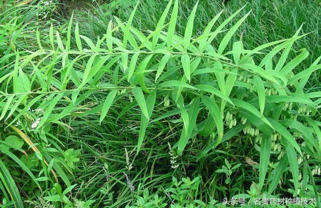 中药材黄精的繁殖方法，有哪些种植细节，栽培管理技术要点