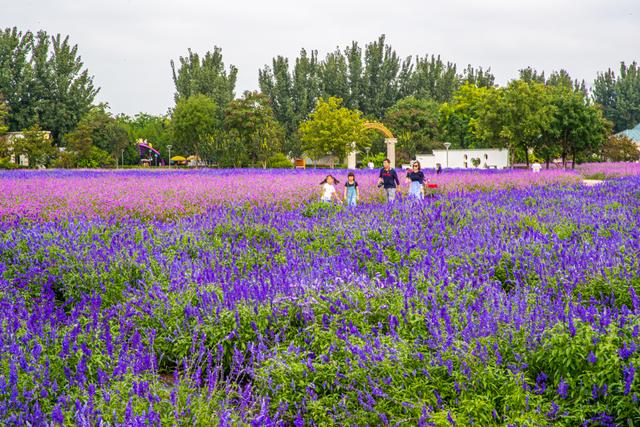 北京最美的季节里，北京号带您打卡秋日花海