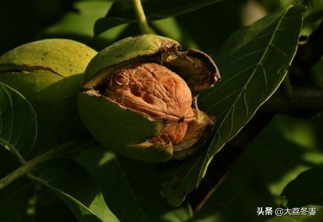 核桃的使用价值，种植核桃需要怎样的环境条件