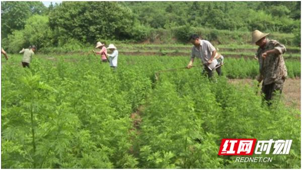 祁阳：青蒿种植助脱贫