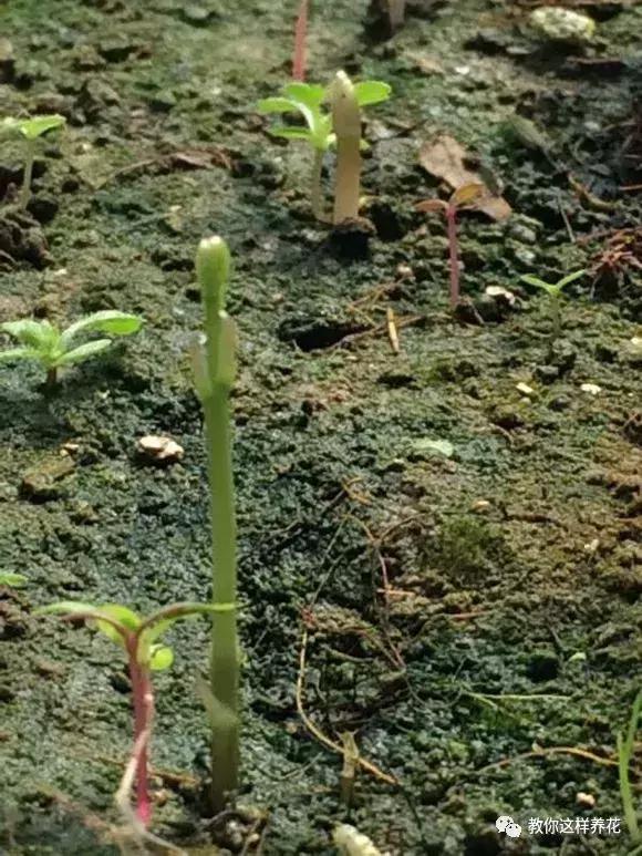 芦笋太贵别买了，阳台种上一盆，连续采收10年不成问题！