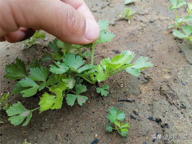 种四季小香芹，注意什么管理生长更好？播前处理土壤、垄边保湿等