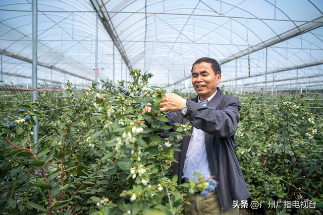 华农培育出超大蓝莓！广州街坊：啥时候上市，很急