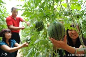 大棚种植豆角(农民大棚西瓜和豆角一起套种，没想到每亩轻松增收2千多元)