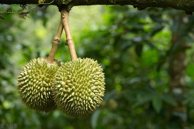 海南榴莲种植超过3万亩，赚钱机会、国产榴莲要来了？稳住别浪