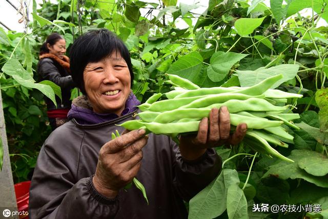 摸透芸豆生长规律，学会芸豆播种管理技巧，提高芸豆产量收益！