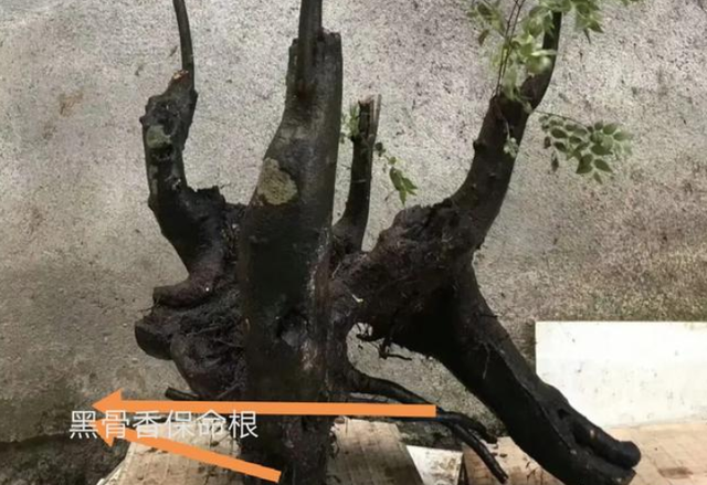 黑骨香盆景，颜值超过金弹子，冬天能养生桩吗？了解这4点来芽快