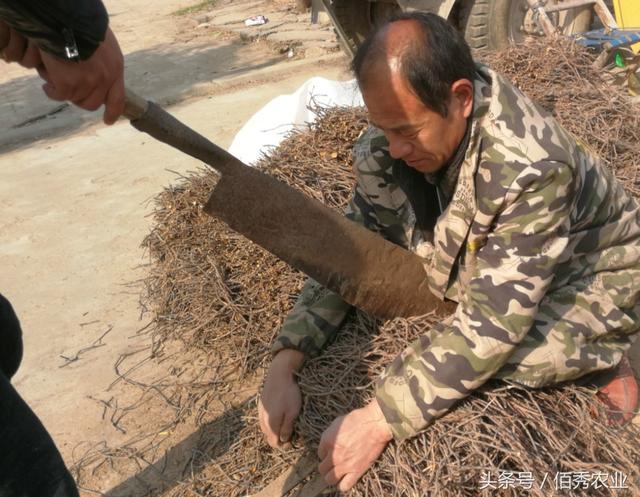 亩效益3000多元的懒汉作物，种苗一涨再涨，农村人种植热情不减