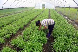 空心菜怎么种植(七月份还能种植空心菜按这4点种植，空心菜发芽快，长得好)