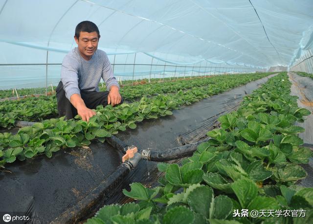 草莓定植不简单，这些技术很关键！没做对的果农，后期操碎了心