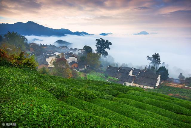 要想科学种植茶树，以下这3点不可忽视，学会种出高产优质茶园！