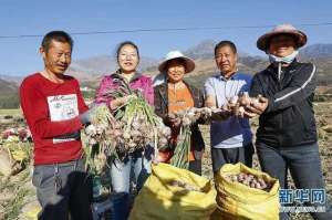 云南种植大蒜(昆明东川：泥石流沙滩上崛起亿元大蒜产业)