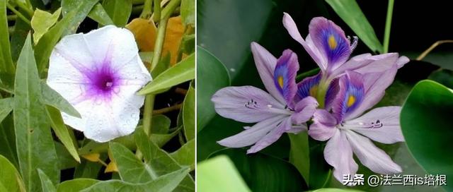 空心菜长哪？北方：土里一年割几茬，南方：“水中青龙”下饭神菜