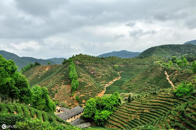 要想科学种植茶树，以下这3点不可忽视，学会种出高产优质茶园！