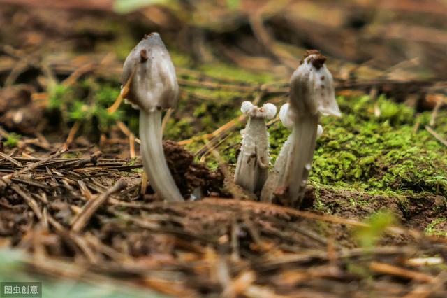 松口蘑和鸡枞菌种植技术，这样做比较好，你知道吗