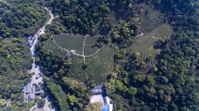 新知丨你不知道的鼎湖山植物故事