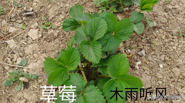 种植草莓，怎样育苗与管理？