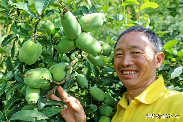 农民郭先华笑谈木瓜种植经验：记住2条，一是要傻，二是要蠢