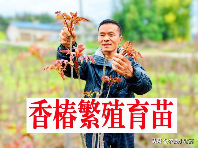 香椿如何繁殖育苗？2种枝条繁殖法、2种根系繁殖法，你选哪种？