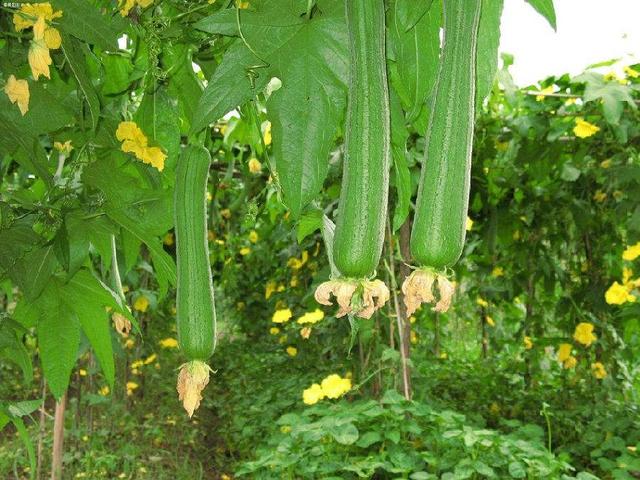 丝瓜种植真不难！做好这6点工作，丝瓜长得又长又直