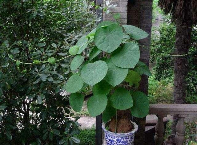 一种花很奇特，看着就像超大土豆，埋在盆里生根快叫山乌龟