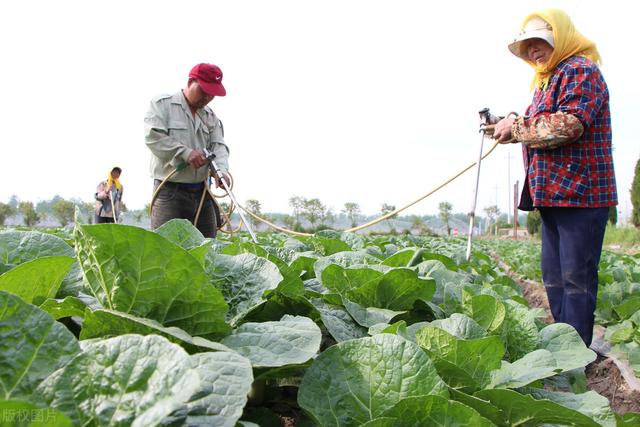 秋天种什么蔬菜收益好，一个每亩只需几块钱的方法，帮你增产增收