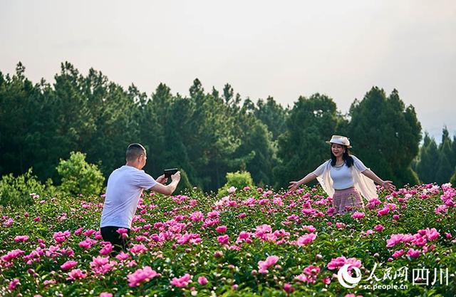 广元利州：一个农业乡镇的“梨之路径”