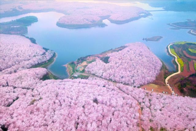 “全球最大樱花基地”就在贵州！70多万株樱花树，惊艳世界