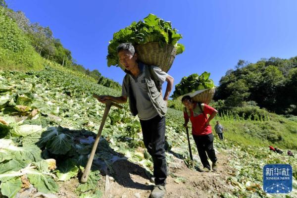 湖北恩施：高山蔬菜忙“出山”