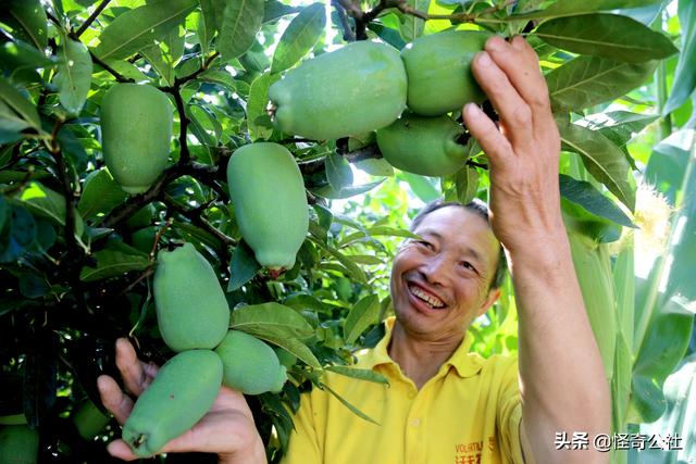 农民郭先华笑谈木瓜种植经验：记住2条，一是要傻，二是要蠢