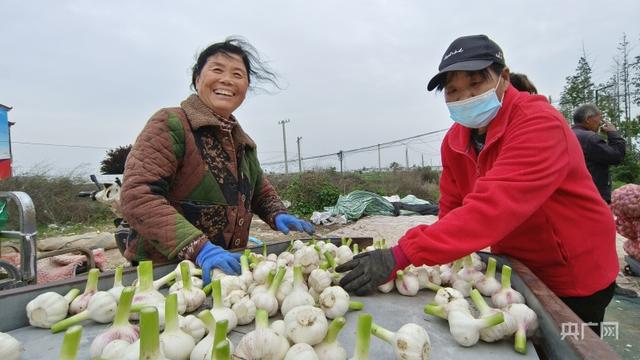 河南周口：丰收季大蒜采销忙