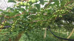 这批树苗种植后成活(家里有空地的，此树种两棵，果子成熟香甜多汁，关键是好养易成活)