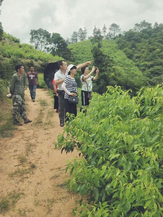 芳樟树的传奇